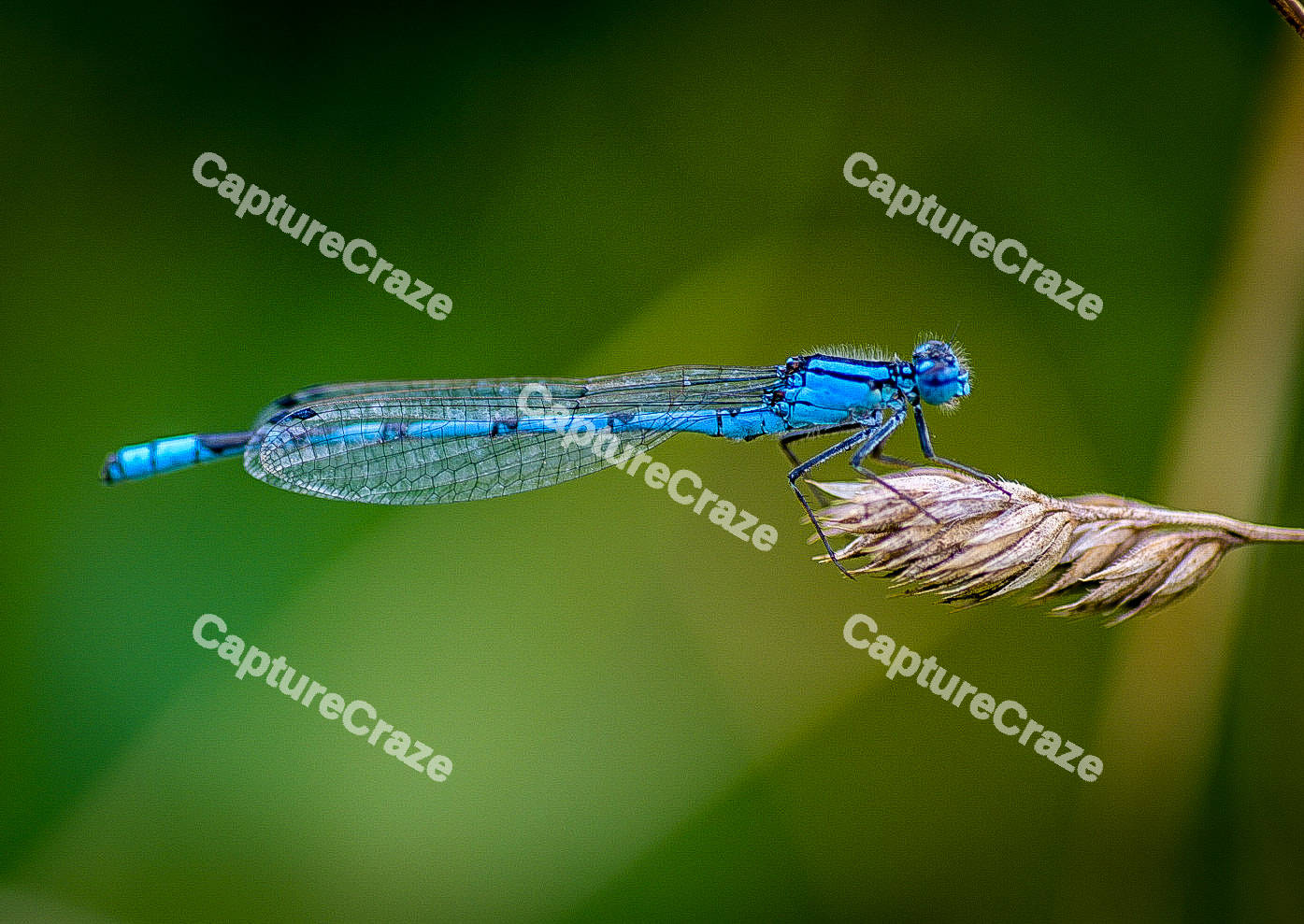 Electric Blue Dragonfly